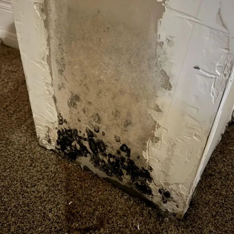 Professional Mold Removal in Washburn, WI